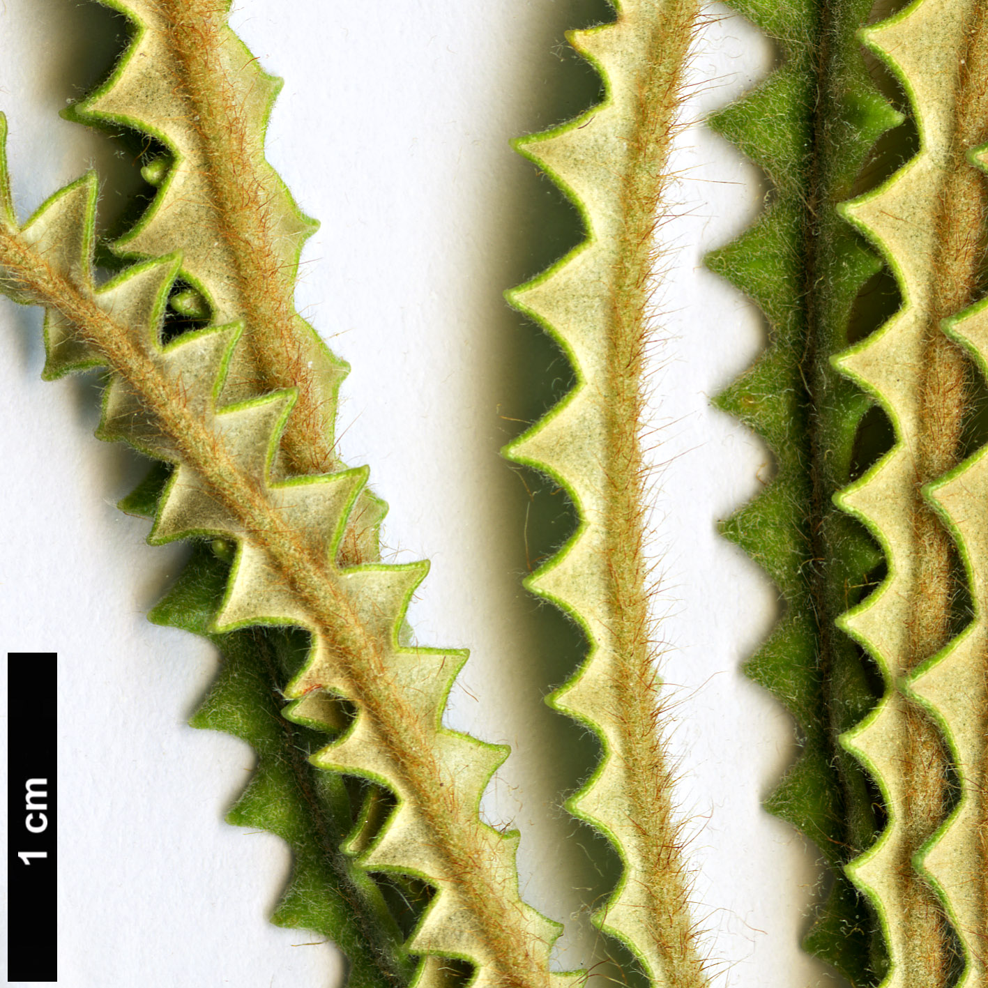 High resolution image: Family: Proteaceae - Genus: Dryandra - Taxon: plumosa - SpeciesSub: var. denticulata  